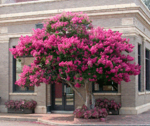 Belzoni City Hall at the corner of North Hayden and West Jackson Streets